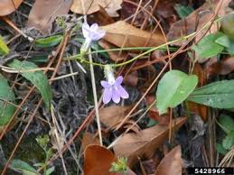 Southern Lobelia Lobelia Amoena Michx Perennial or annual herbs stems erect, strict or freely branched. forestry images