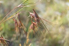 Image result for Themeda triandra