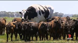 7news Central Queensland On Funny Animal Photos Animal Photo Cow Names