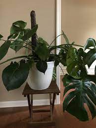 How long do monstera leaves last? How Can I Get My Monstera To Grow Tall Instead Of Wide Plantclinic