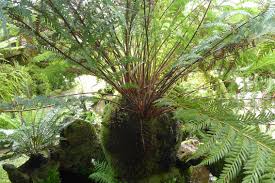 Image result for Todea