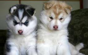 Black And White Pomsky With Blue Eyes Pomsky Cute Husky Puppies Malamute Puppies Alaskan Malamute Puppies