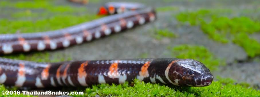 Mga resulta ng larawan para sa Cylindrophis ruffus (red tailed pipe snake)"