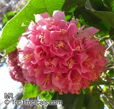 Image result for Dombeya lastii