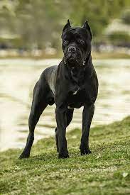 Shop italian mastiff totes created by independent artists from around the globe. To Get The Best Training For Your Best Friend Just Click On The Picture Protective Dog Breeds Cane Corso Protective Dogs