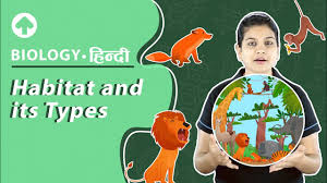 This is used by the producers or plants to . Food Chain And Food Web Definition Diagram Examples Videos