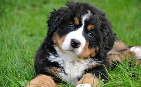 C'est le petit chien à la mode ! Est Il Plus Facile D Adopter Un Petit Ou Un Gros Chien