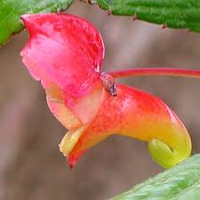 Image result for Impatiens gomphophylla