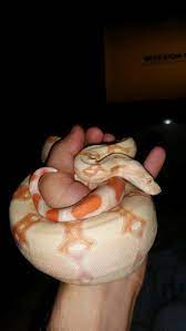 Coral Albino Boa Constrictor Cute Snake Boa Constrictor Reptile Terrarium