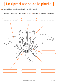(federazione italiana scuole materne) dal 13/01/1972. La Riproduzione Delle Piante Schede Didattiche Per La Scuola Primaria Scuola Scienza Lezioni Di Scienze