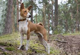 See full list on pawleaks.com Basenji Price Range Basenji Puppies For Sale Cost Best Basenji Breeders
