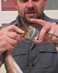 This Rare 3-Fanged Death Adder Could Be Deadliest Snake