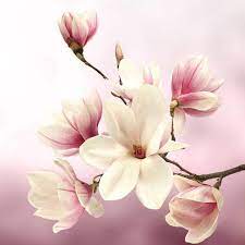 Pin By Bartolome Valenzuela Rosa On Bloom Magnolia Flower Flower Art Beautiful Flowers Wallpapers