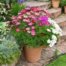 Cosmos Seeds Dwarf Early Sensation Mix Ounce Various Color Blooms Pink Rose Magenta White Flower Seeds Eden B Flower Seeds Cosmos Flowers Bulb Flowers