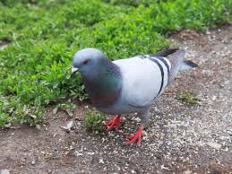 Pigeon Love Free Stock Photos Download 2 045 Free Stock Photos For Commercial Use Format Hd High Resolution Jpg Images 2,720 likes · 31 talking about this. pigeon love free stock photos download