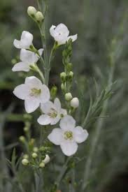 Image result for Gomphostigma