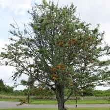 Image result for Grevillea robusta
