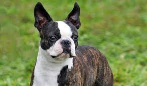 Boston Terrier Dog Breed Information
