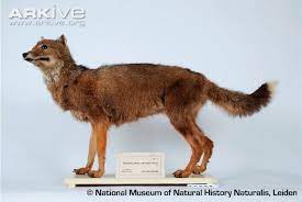 Falkland Island Wolf Photo Dusicyon Australis G42426 Arkive Extinct Animals Wolf Photos Wild Dogs