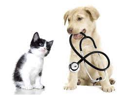 Industry:ret misc merchandise, veterinary services, veterinarian. Angel Care Pet Hospital Home Facebook