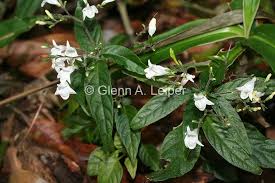 Image result for Isoglossa