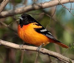 Black Bird With Orange Head Black Headed Grosbeak Backyard Birds Colorful Birds Bird Photo