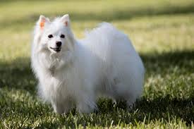 We did not find results for: American Eskimo Breed Info Pictures Care Guide Traits Pet Keen