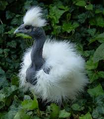 Silkie Chicken Colors In Pictures Hubpages
