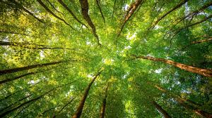 Maybe you would like to learn more about one of these? Atlas Tree Service Linkedin