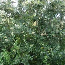 Image result for Brachylaena discolor