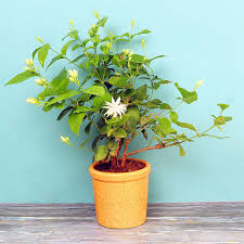 Buy jasmine online at bestseedsonline.com. Send Jasmine Plant Online Price Rs 549 Floweraura