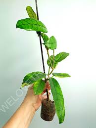 Image result for Microcoelia globulosa