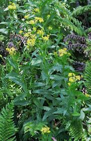 Image result for Senecio latifolius