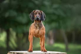 Image result for bavorský barvář