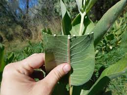 How To Identify Milkweed Plants Quickly And Confidently Save Our Monarchs In 2020 Milkweed Plant Milkweed Milkweed Flower