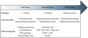 Dilated cardiomyopathy represents the final common morphologic outcome of myocarditis may be a more common prelude to dilated cardiomyopathy than was once believed. Jcdd Free Full Text Myocarditis In Paediatric Patients Unveiling The Progression To Dilated Cardiomyopathy And Heart Failure Html