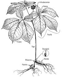 Fleurance nature ne vous propose que du ginseng de la variété ginseng panax ca meyer. Sais Tu Que Le Ginseng A Cinq Folioles Est Une Espece Recherchee Au Quebec Depuis Plus De 300 Ans