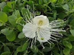 Image result for Capparis fascicularis