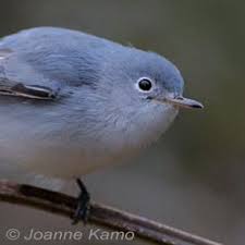 Grey Bird With Blue Black And White Wings Blue Gray Gnatcatcher Little Bird With A Big Story Birdnote Blue Gray Gnatcatcher Blue Grey Birds