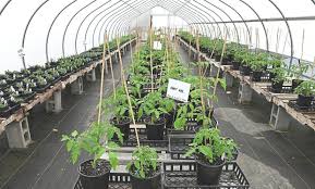 Continue to 5 of 7 below. Home Vegetable Gardens On The Rise Amid Covid 19 Pandemic The Star