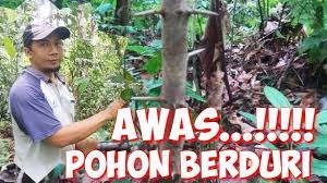 We did not find results for: Mengenal Jenis Pohon Rukam Awas Berbahaya Berduri Pada Batang Pohonnya Youtube