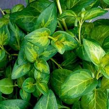 Image result for Vinca major