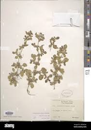 Image result for Alternanthera pungens