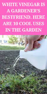 White Vinegar Is A Gardener S Bestfriend Here Are 10 Cool Uses In The Garden Gardening Sun Fall Garden Vegetables Garden Remedies Home Vegetable Garden