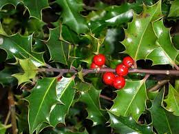 Tanaman ini mampu tumbuh dengan baik meski minim sinar matahari. 10 Tanaman Hias Spesies Perwakilan Blog Ruparupa