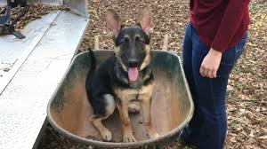 5 month old german shepherd size 1001doggy com