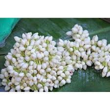 Fresh jasmine flower b) traditional technology c)directly purchased from tea farmers. Fresh Jasmine Flowers Suppliers Fresh Jasmine Flowers à¤µ à¤• à¤° à¤¤ And à¤†à¤ª à¤° à¤¤ à¤•à¤° à¤¤ Suppliers Of Fresh Jasmine Flowers