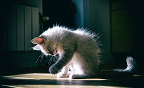 Faire peur à un chat pour le faire fuir : Comment Punir Son Chat De Facon Intelligente Et Efficace