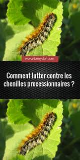 Comment Lutter Contre Les Chenilles Processionnaires En 2020 Chenilles Processionnaires Chenille Contres