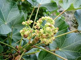 Image result for Jatropha scaposa